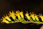 Twistleaf goldenrod